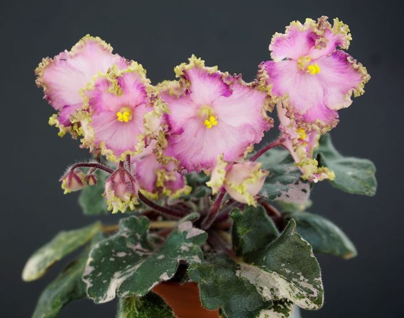 N-Flamingo poza net - ZZN-Flamingo