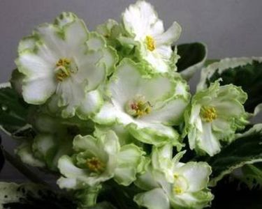 poza net - ZZLE Berillovyy Iney