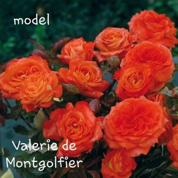  - Valerie de Montgolfier