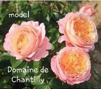  - Domaine de Chantilly