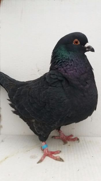 F 2018 vanduta 150buc - De vanzare kingi