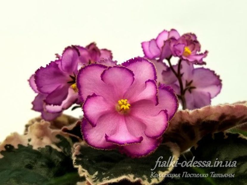 RS-Tsyganochka poza net - RS-Tsyganochka