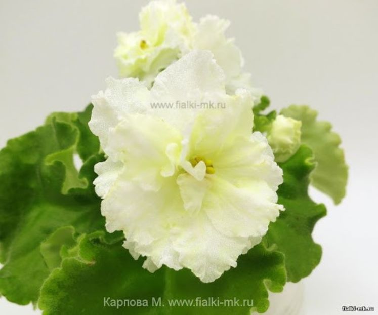 NK Limon poza net - NK Limon