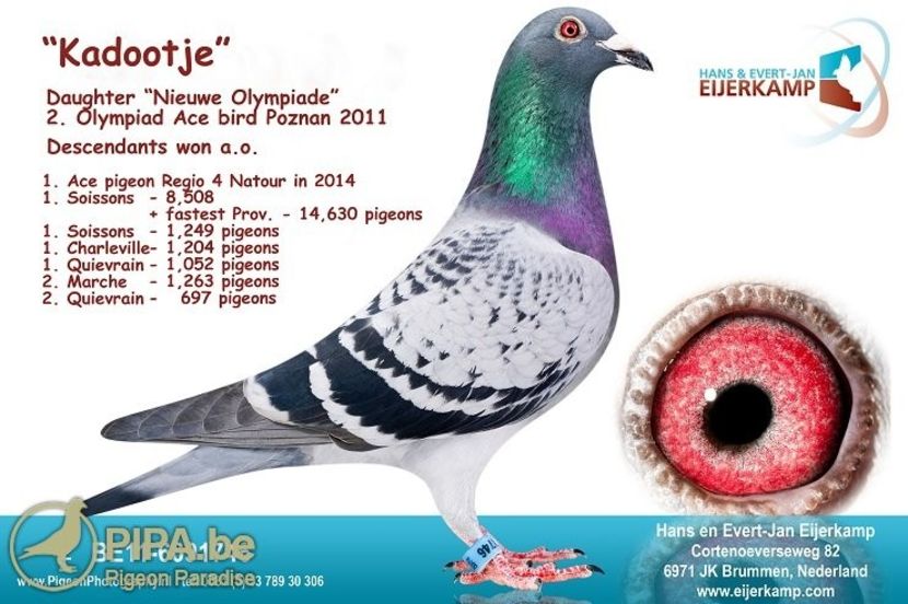 be11-6091746_kadootje_eijerkamp - 2021-INTARIRE MATCA-VANAT VOCHIN