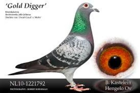 descărcare - 2021-INTARIRE MATCA-VANAT VOCHIN