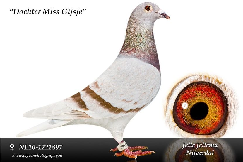 Foto NL10-1221897 dochter miss gijsje - 2021-INTARIRE MATCA-VANAT VOCHIN