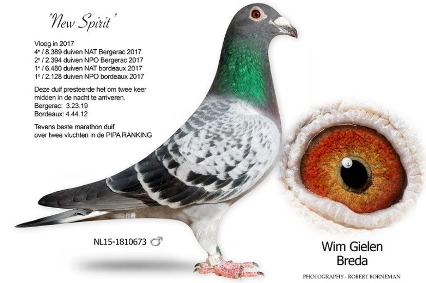 nl15-1810673_new-spirit_gielen-cop - 2021-INTARIRE MATCA-VANAT VOCHIN