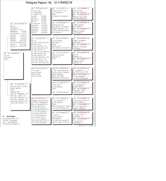 Pedigree NL12-1184922 Julius - 2021-INTARIRE MATCA-VANAT VOCHIN