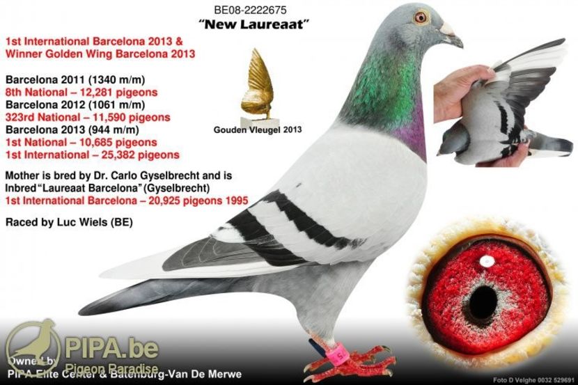 be08-2222675_newlaureaatkleiner1 - 2021-GUT MLADIN-INTARIRE MATCA