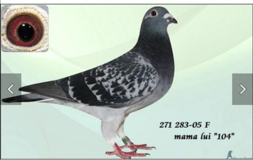 IMG-20201207-WA0004 - 2021-GUT MLADIN-INTARIRE MATCA