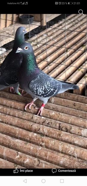 Screenshot_20201210_210130_com.facebook.katana - 2021-GUT MLADIN-INTARIRE MATCA