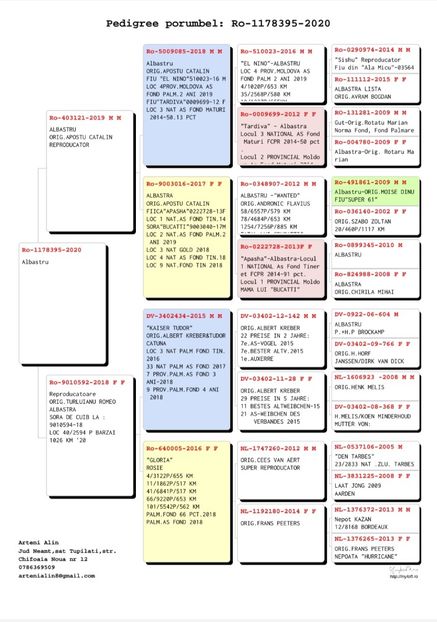 PEDIGREE16 - 2021-VANAT ARTENI-INTARIRE MATCA