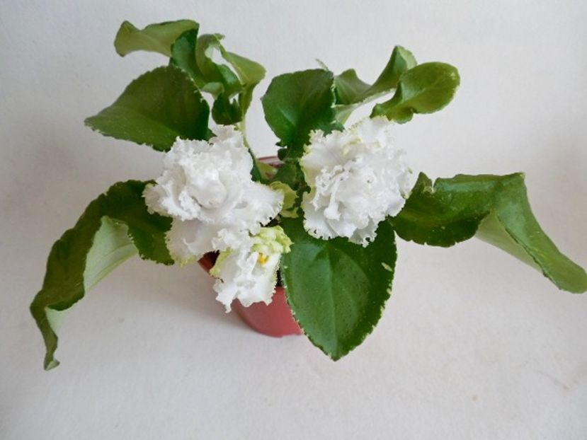 LE Belyi Lebedj a poza net - LE Belyi Lebedj