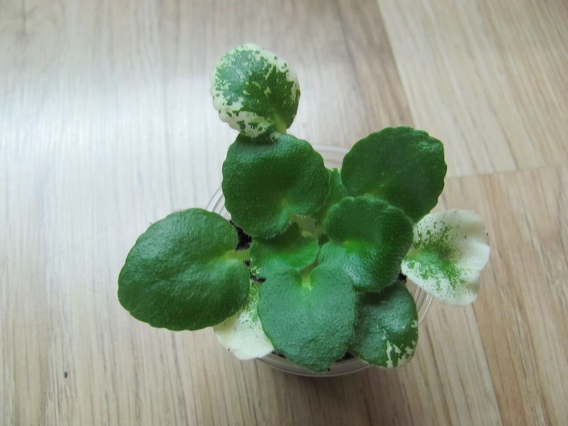  - Rob s Sugar Cube