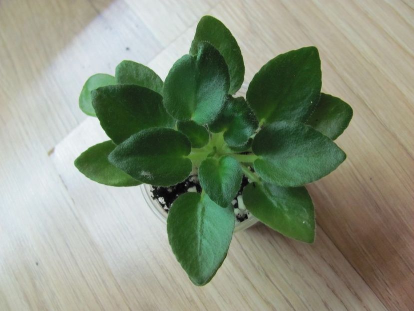  - Morgan s Sophronia