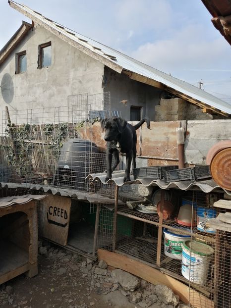  - 2020-PAZNICII PORUMBEILOR