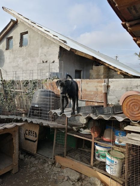  - 2020-PAZNICII PORUMBEILOR