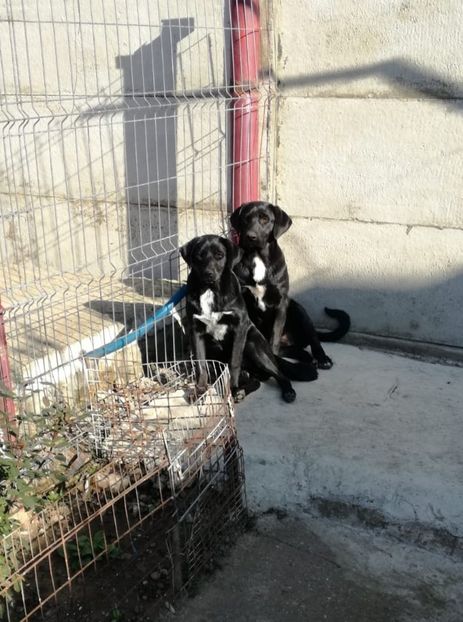  - 2020-PAZNICII PORUMBEILOR