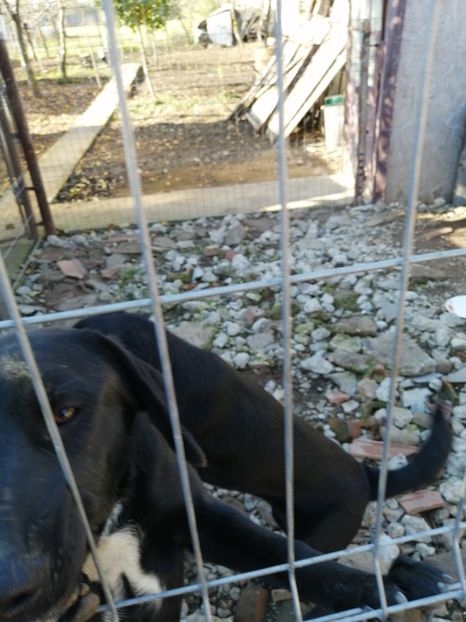  - 2020-PAZNICII PORUMBEILOR