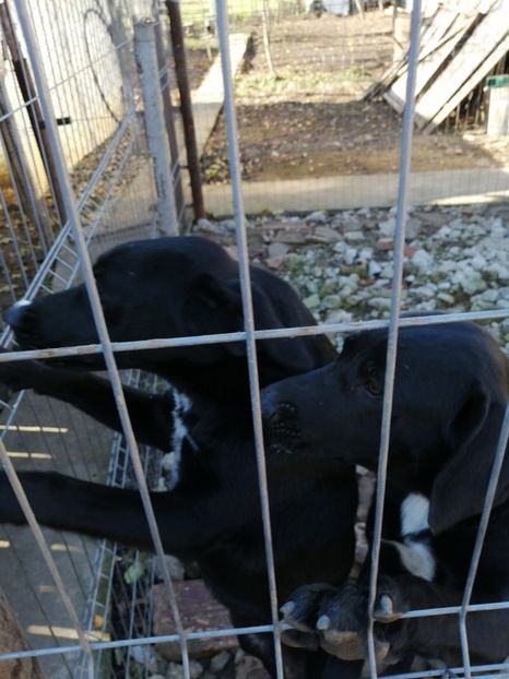  - 2020-PAZNICII PORUMBEILOR