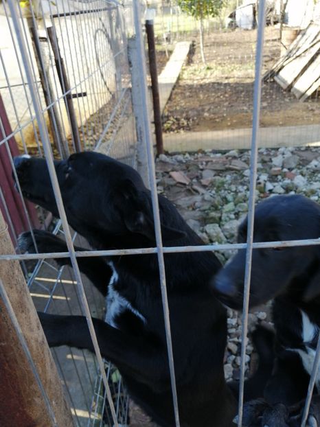  - 2020-PAZNICII PORUMBEILOR