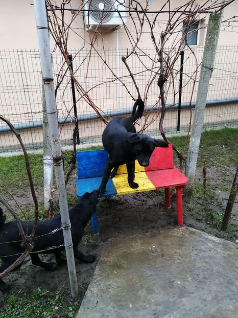  - 2020-PAZNICII PORUMBEILOR