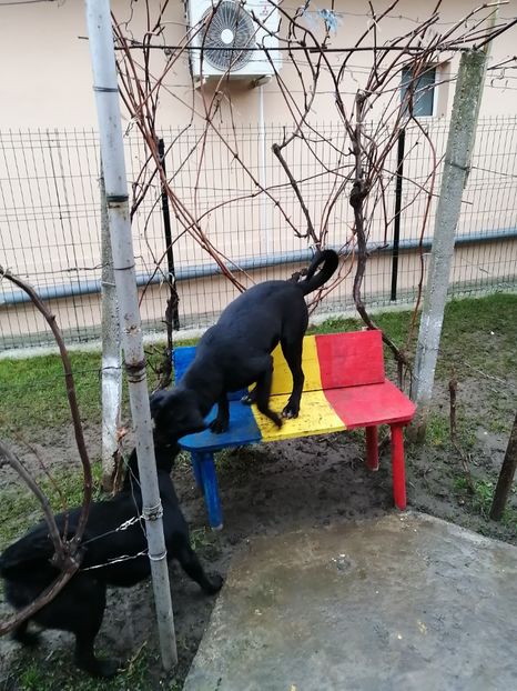  - 2020-PAZNICII PORUMBEILOR