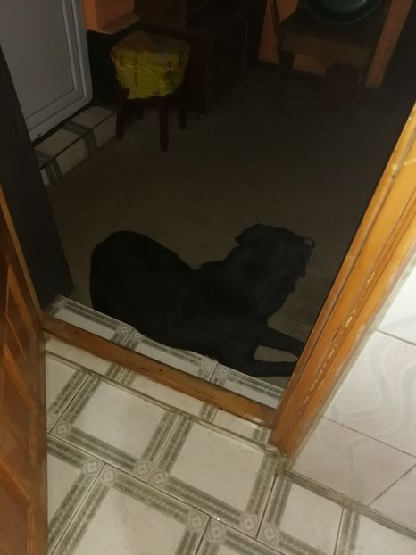  - 2020-PAZNICII PORUMBEILOR