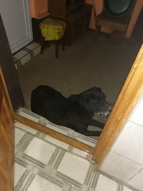  - 2020-PAZNICII PORUMBEILOR