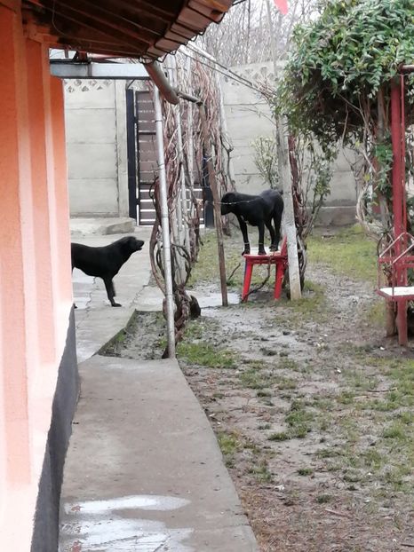  - 2020-PAZNICII PORUMBEILOR