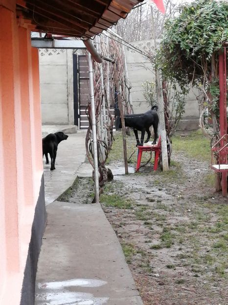  - 2020-PAZNICII PORUMBEILOR