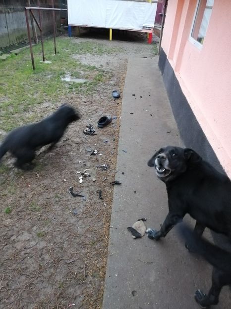  - 2020-PAZNICII PORUMBEILOR