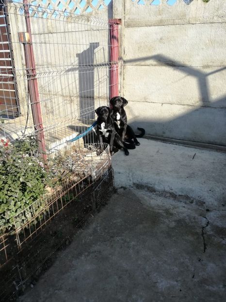 IMG-20201115-WA0003 - 2020-PAZNICII PORUMBEILOR