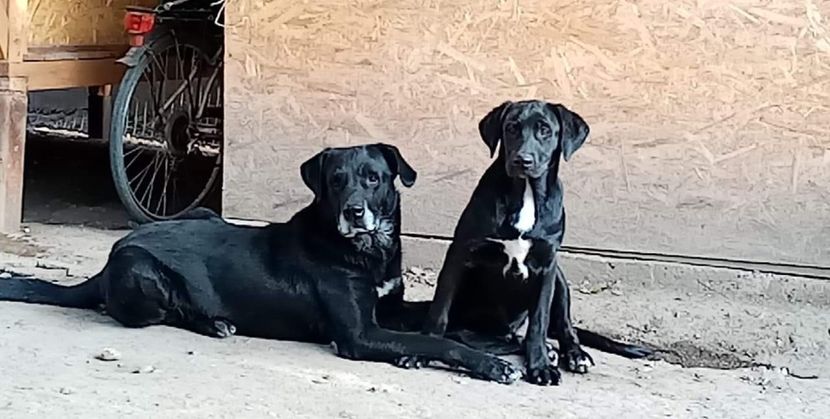 IMG-20201231-WA0005 - 2020-PAZNICII PORUMBEILOR