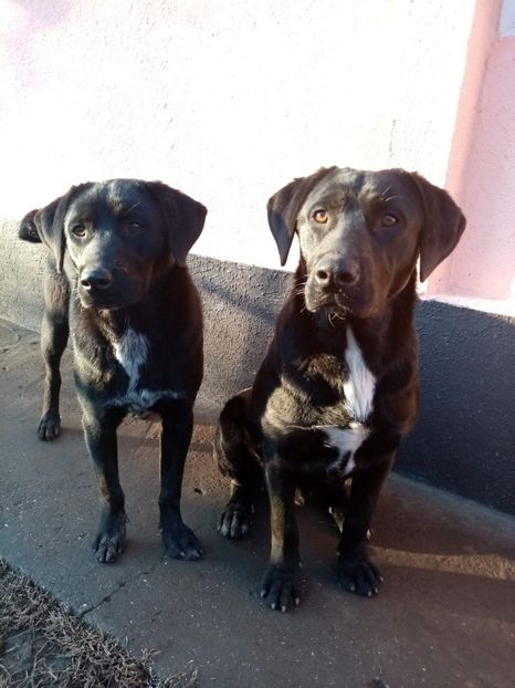 IMG-20210101-WA0022 - 2020-PAZNICII PORUMBEILOR