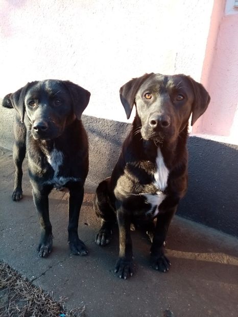 IMG-20210101-WA0023 - 2020-PAZNICII PORUMBEILOR