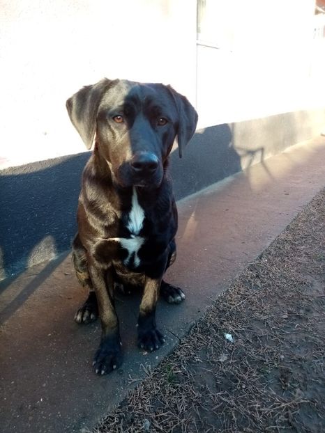 IMG-20210101-WA0025 - 2020-PAZNICII PORUMBEILOR