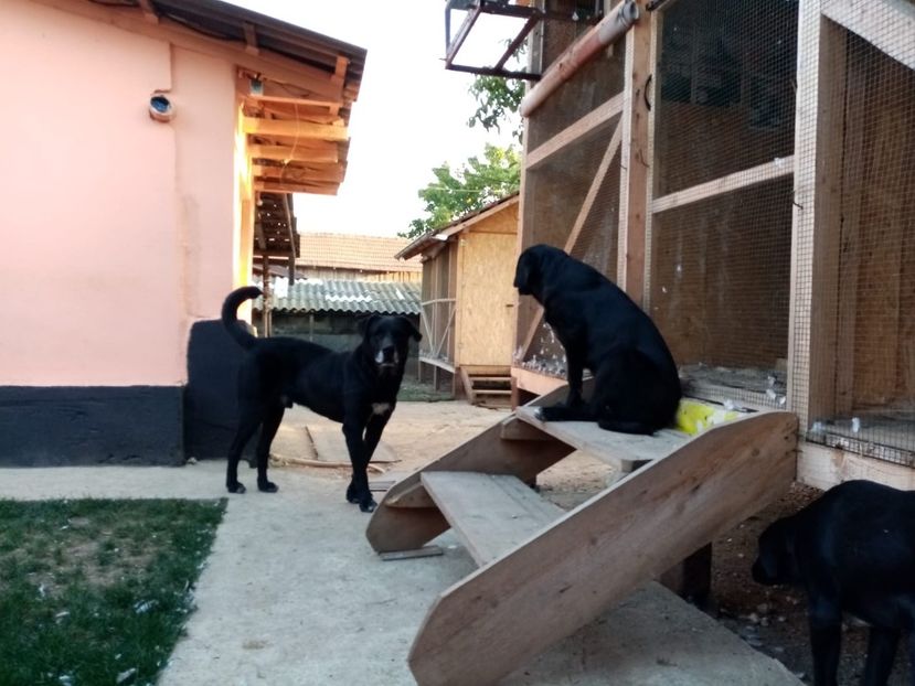 IMG-20210108-WA0015 - 2020-PAZNICII PORUMBEILOR