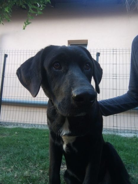 IMG-20210108-WA0023 - 2020-PAZNICII PORUMBEILOR