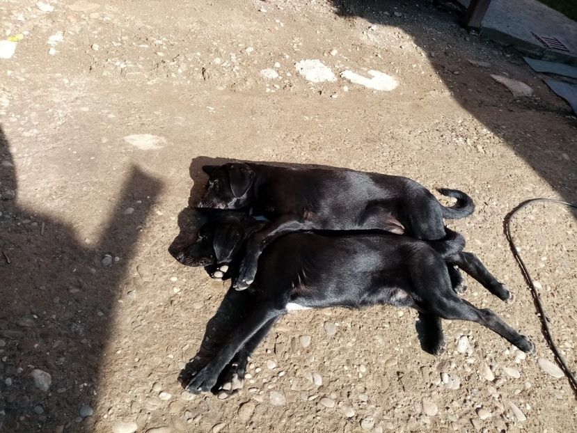 IMG-20210108-WA0024 - 2020-PAZNICII PORUMBEILOR