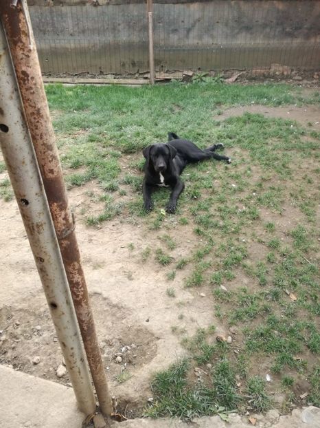 IMG-20210108-WA0026 - 2020-PAZNICII PORUMBEILOR