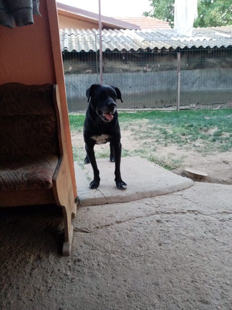 IMG-20210108-WA0027 - 2020-PAZNICII PORUMBEILOR