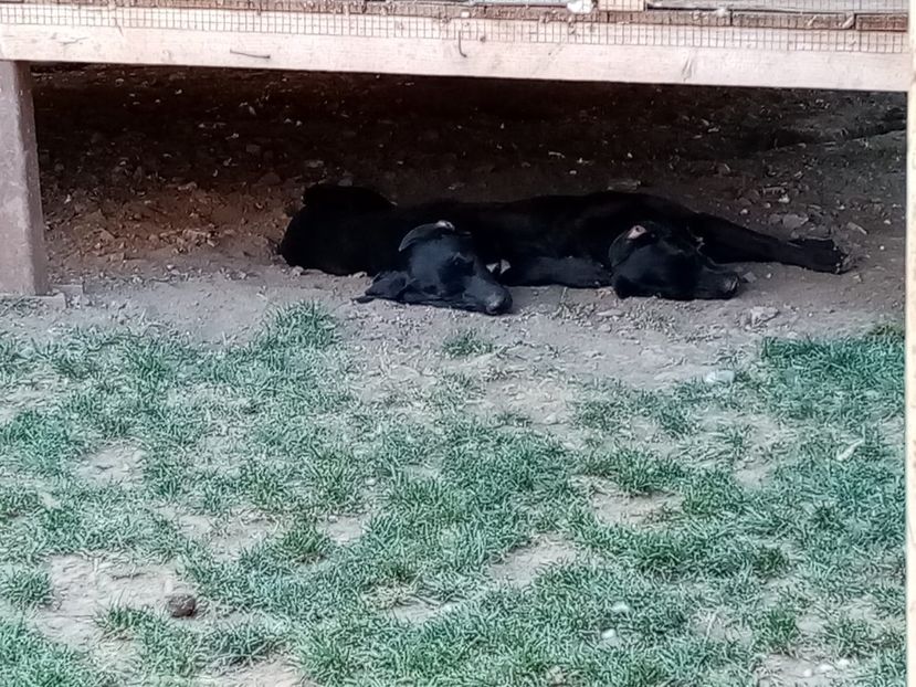 IMG-20210108-WA0028 - 2020-PAZNICII PORUMBEILOR