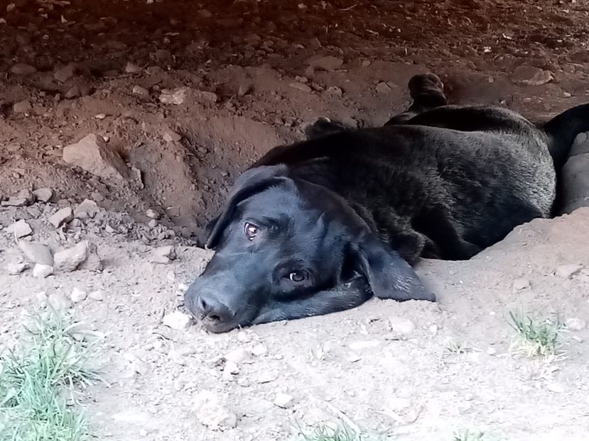 IMG-20210108-WA0035 - 2020-PAZNICII PORUMBEILOR