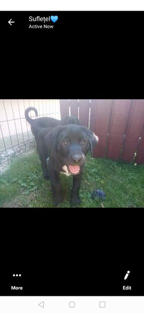 IMG-20210108-WA0050 - 2020-PAZNICII PORUMBEILOR