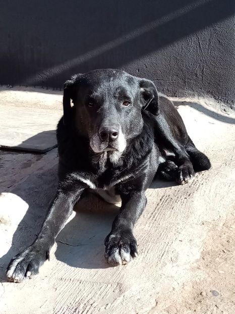 IMG-20210108-WA0052 - 2020-PAZNICII PORUMBEILOR