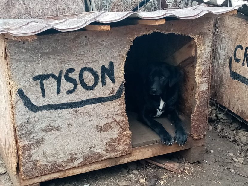 IMG-20210108-WA0053 - 2020-PAZNICII PORUMBEILOR