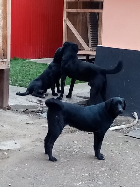 IMG-20210108-WA0055 - 2020-PAZNICII PORUMBEILOR