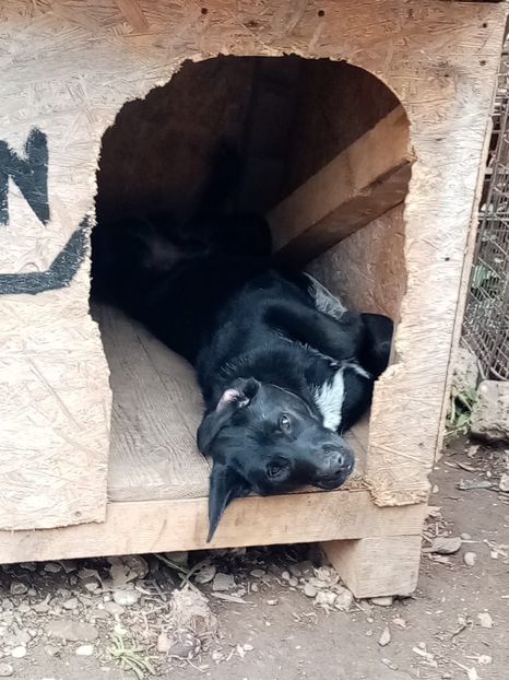 IMG-20210108-WA0058 - 2020-PAZNICII PORUMBEILOR