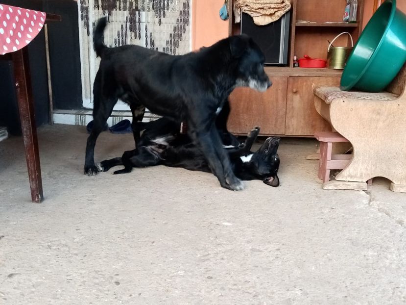 IMG-20210108-WA0059 - 2020-PAZNICII PORUMBEILOR